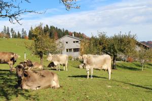 bauernhof mit kuehen